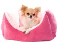 How to Choose the Perfect Bed for Your Dog