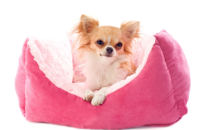 How to Choose the Perfect Bed for Your Dog